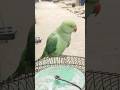 Mithu u #ParrotLovers#ParrotLife#ParrotWorld#PetParrot#TalkingParrot #viralvideo #viralshorts #reels