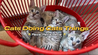 Adorable Kittens Doing Cat Things   | cat meowing  | Funniest Cats #cat #pets  #catlover #cutecat