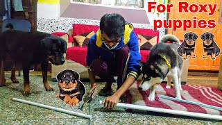 My Dog's Helping Me for Making a New Home For Roxy Puppies || Review reloaded || Funny Dog videos