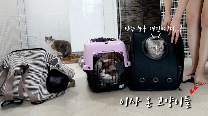고양이들이 새집에 이사를 갔어요 . 고양이 새집 적응하기 !