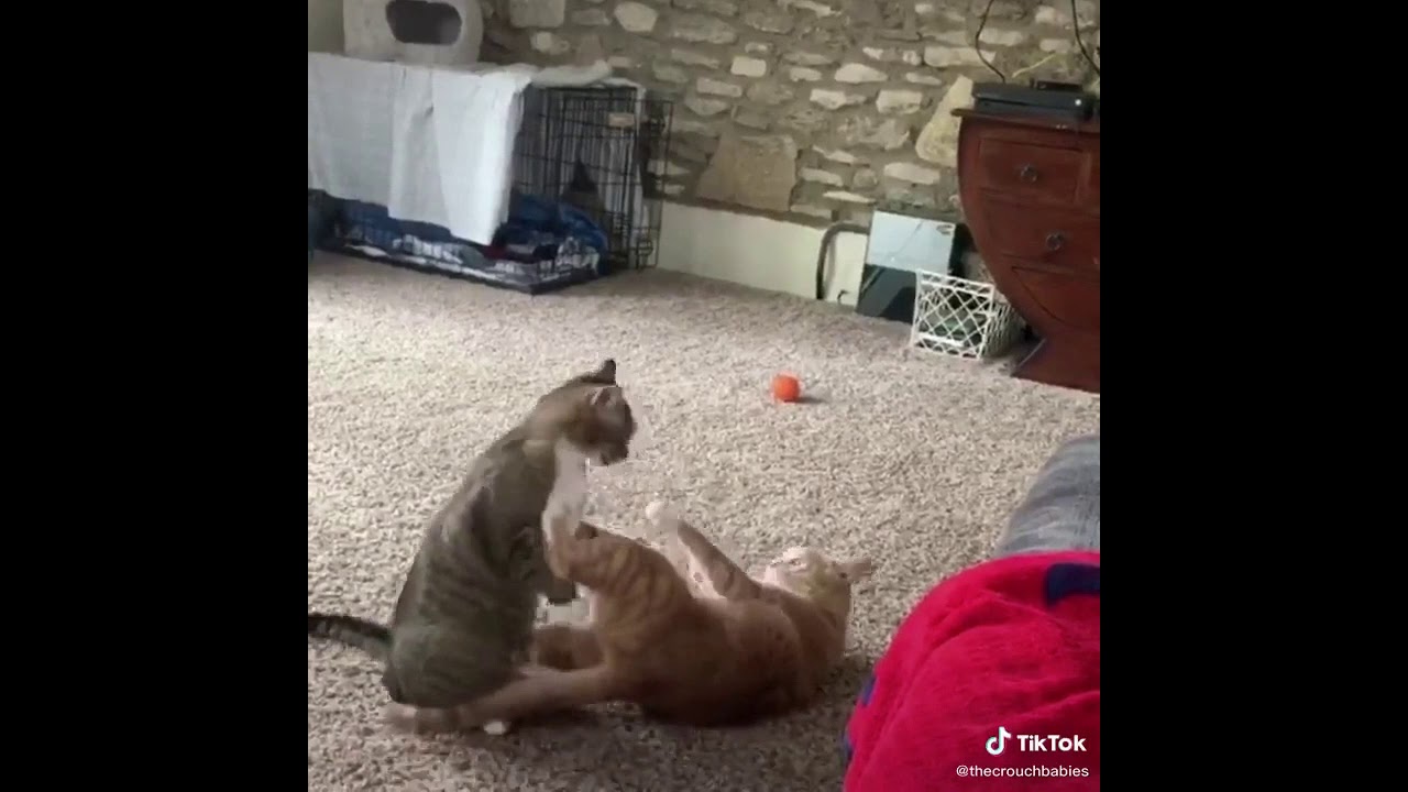 Style de chat 🐈😺RKO ! Combat oftiktok