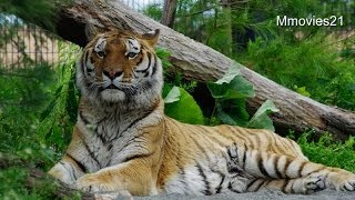 松に隠れてアイを見るタツオ(円山動物園　アムールトラ)~Amur Tiger