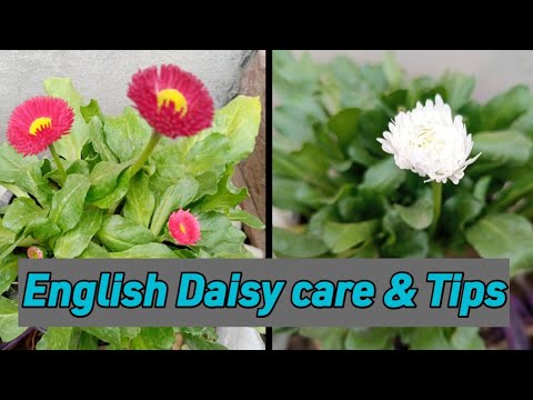 How to Grow and Care for English Daisy