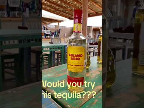 Tequila With Tequila Worm Would You Try It Tequila Tequilaworm Mezkel Shortsfeed 
