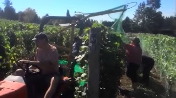 The Herbfarm Team Puts Bird Netting on the Pinot Noir Vineyard