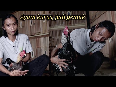 Video: Apakah itu ayam gemuk?