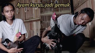 Cara Membentuk Otot Pada Ayam Jago Agar Kuat Dan Kokoh ! Sultan Farm Jago. 