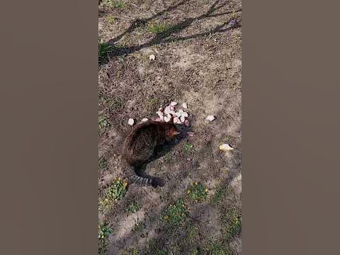 Коты и птицы спасают меня от депрессии. - YouTube
