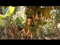 ROÇA CHEIO DE VERDURAS , FRUTAS, MELHOR LUGAR.