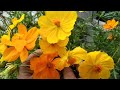 How to grow cosmos flower plant in containers