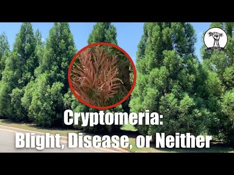 Video: Cryptomeria (41 Fotografií): Popis „japonského Cédra“, Starostlivosť O Izbovú Kryptomériu Doma