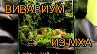 картинка: Маленький вивариум из мха.