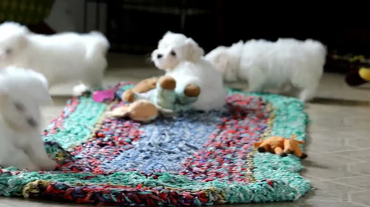 Maltese Puppies For Sale Eva Weaver