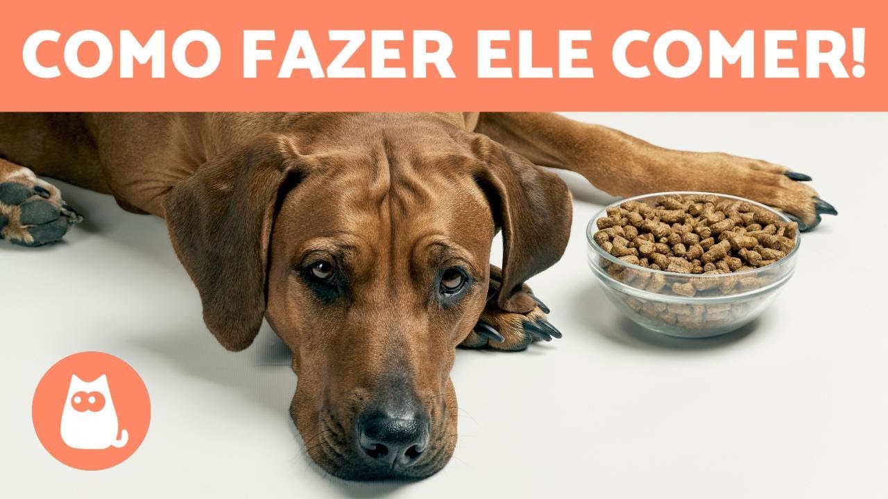 Cachorro pode comer fígado? Veja se o alimente faz mal