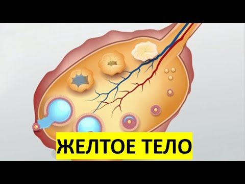 13. Желтое тело