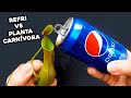 Coloquei a Planta Carnívora pra Beber Coca!! E olha no que deu!!