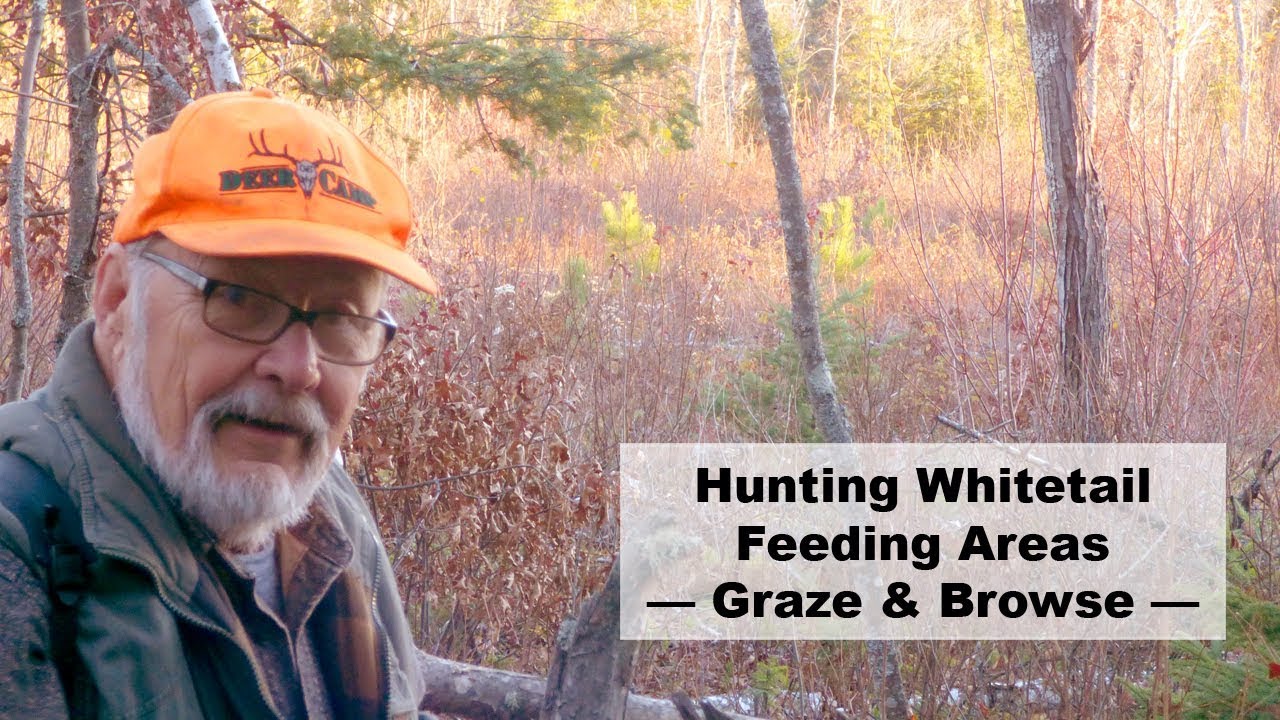 Hunting Whitetail Feeding Areas — Graze & Browse