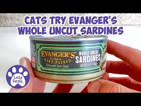 Cats Try Evangers Whole Uncut Sardines Canned Cat Food - S5 E34 - Cats React