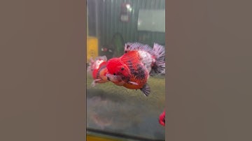 Cá vàng việt nam - heo nước #goldfish #aquarium #G2Farm