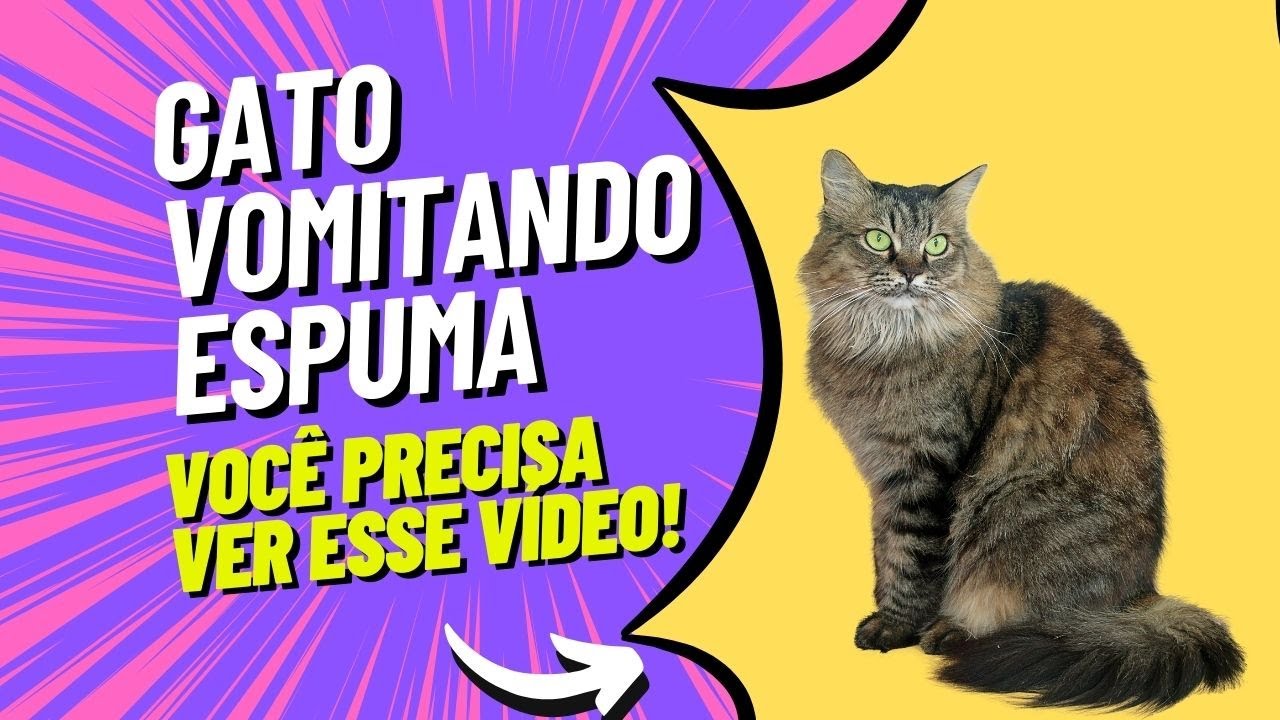 Que isso meu filho?! Calma! @jansencat #gato #vaidarnamoro #horadofaro