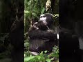 Gorilla Trekking in Bwindi Impenetrable forest national park - South western Uganda.