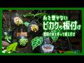 【観葉植物】糸を巻かないビカクシダの板づけ I 壁掛け鉢を3Dプリンターで作って植え替えて観察します