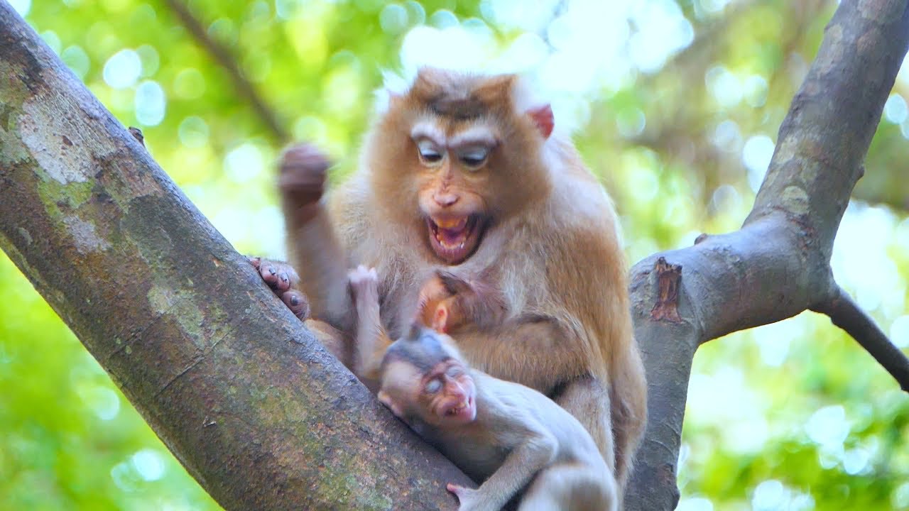 Help Me Monkey MAMA Help Me! Baby monkey crying coz Mom Rose catching, Rose got angry ...