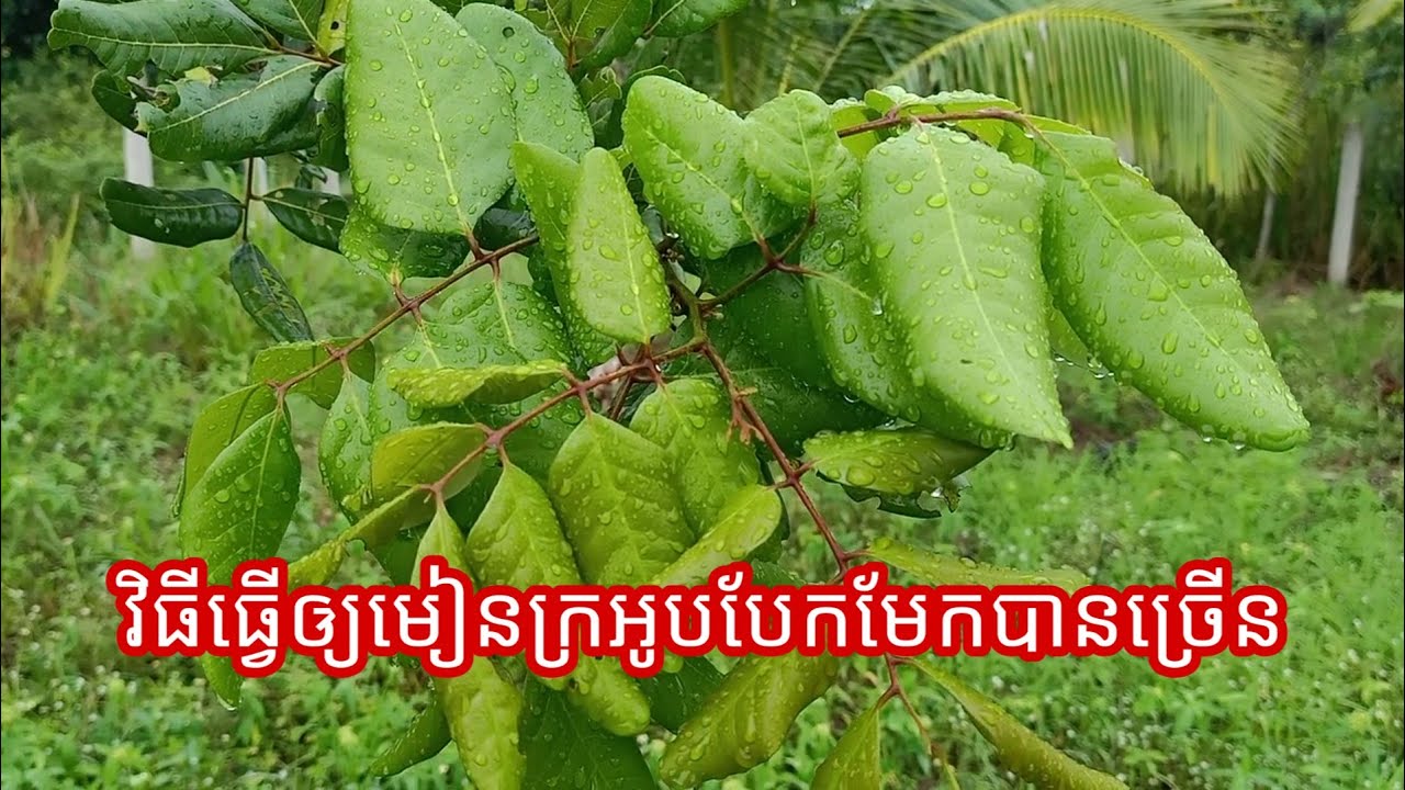 #តោះរៀនដាំ