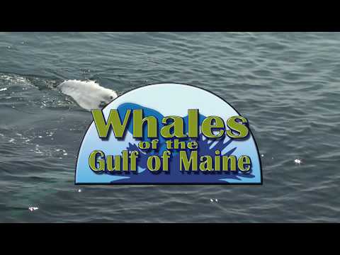 Vídeo: Whale Watching in Maine