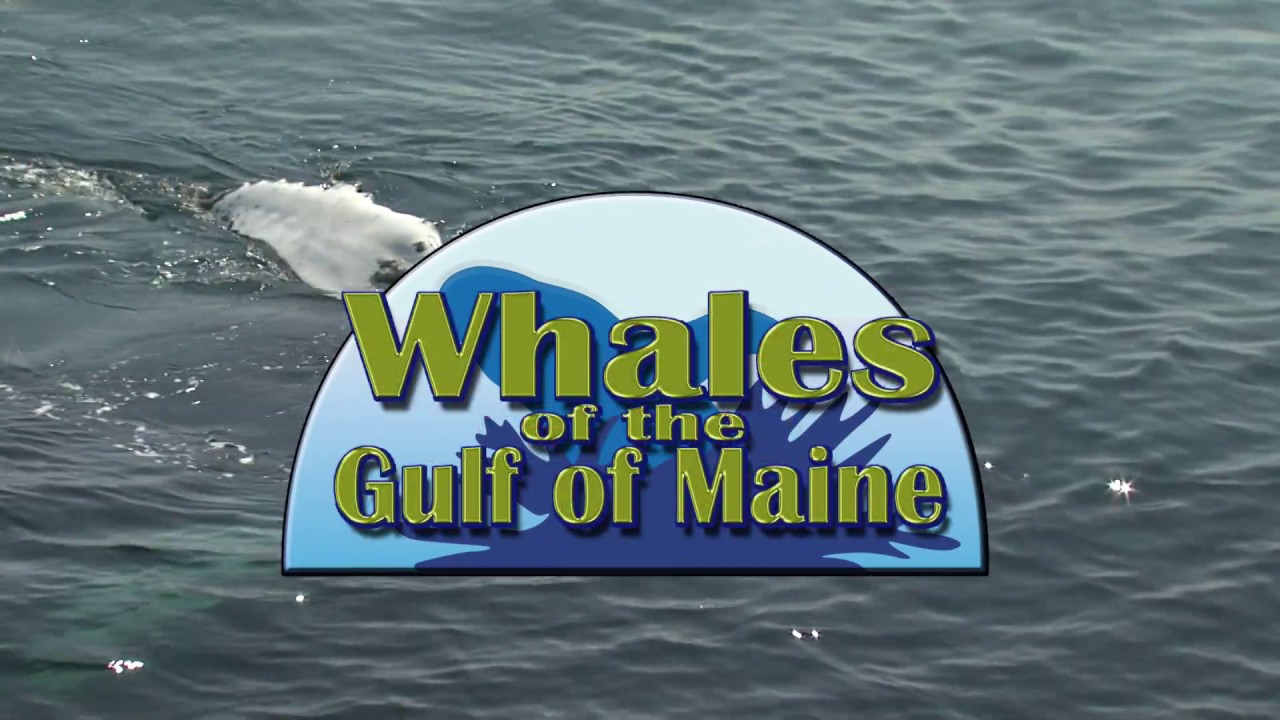 What Whales Are In The Gulf Of Maine?