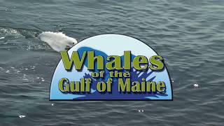 Whales in the Gulf of Maine-Bar Harbor Whale Watch Company