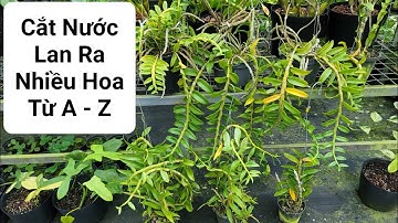 CẮT NƯỚC A-Z ĐỂ LAN RA HOA. Được và mất gì? Rất nhiều lưu ý và góc nhìn đa chiều.