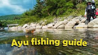 How to catch sweet fish (Ayu) in Japans mountain rivers