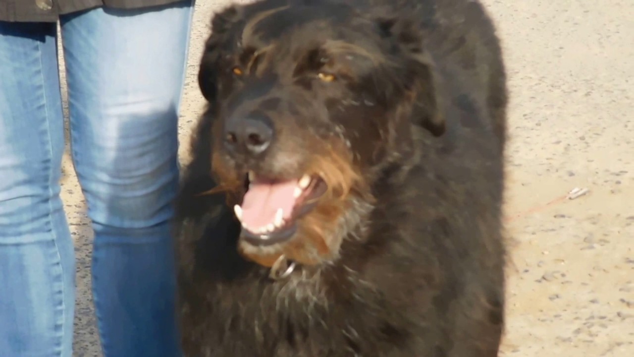 Gassi in Oberissigheim