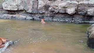 Swimming Rhodesian Ridgeback by dauntless 58 views 1 year ago 40 seconds