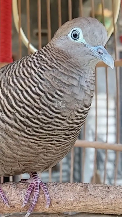 Local turtle doves have a crystal clear topcer sound for bait that responds immediately #shorts