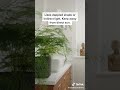 All the plant care tips to keep your asparagus fern alive  candidegardening plantcare