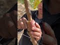 Japan's Amazing Way to Grow a New Guava Plant! 🌱 😳 #shortsvideo