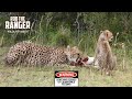 Cheetah And Cub Feed On An Impala | Lalashe Maasai Mara Safari