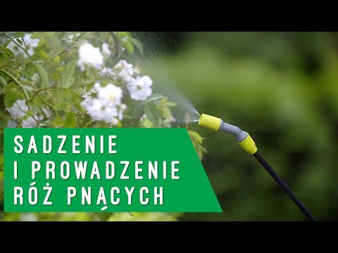 Wideo: Róże Pnące (96 Zdjęć): Pielęgnacja Pnących Odmian Róż Pnących Po Kwitnieniu, Zwłaszcza Sadzenie I Uprawa, Wykorzystanie Róż W Projektowaniu Krajobrazu