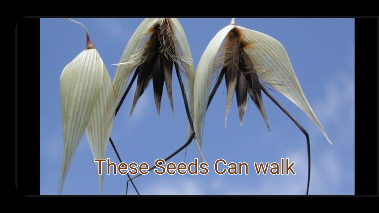 These Seeds can walk Avena fatua. / चलने वाले बीज |