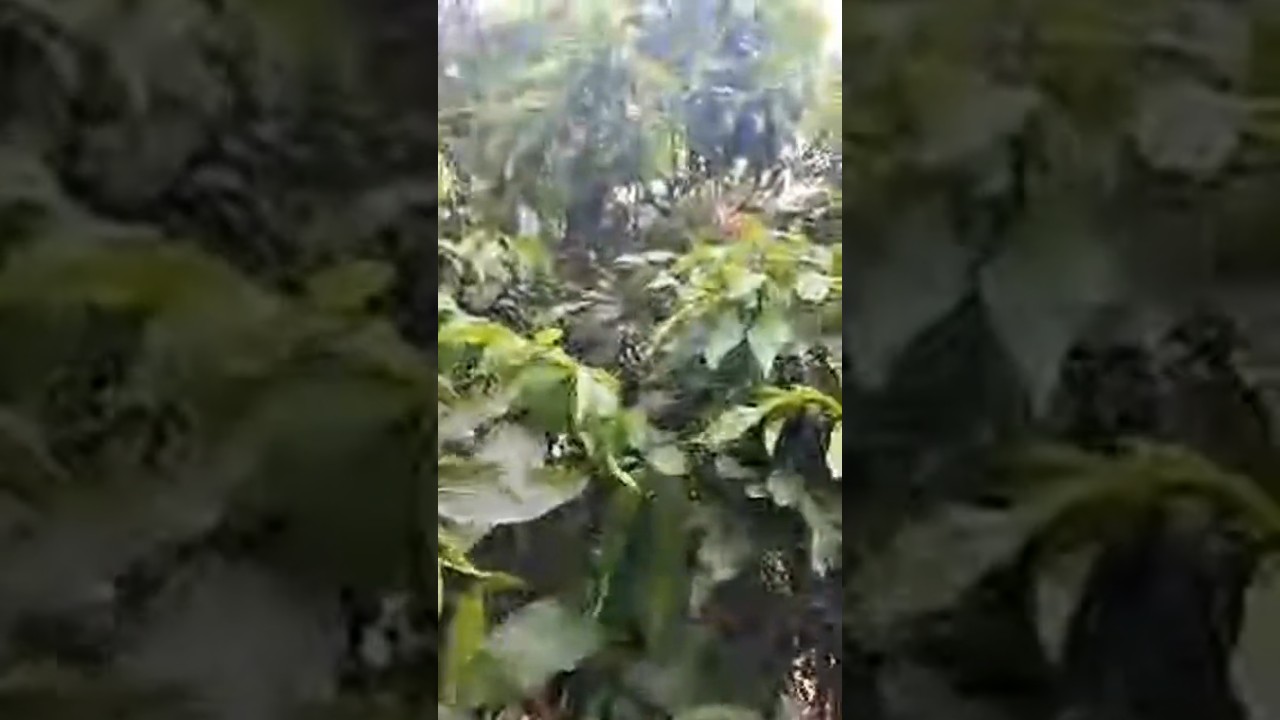 😜 aisi bagichi aapane dekha nahin hoga#livestream #viralshorts