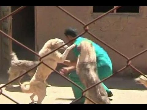 Video: Anjing Pekerja Militer: Memahami Gangguan Stres Pascatrauma Anjing