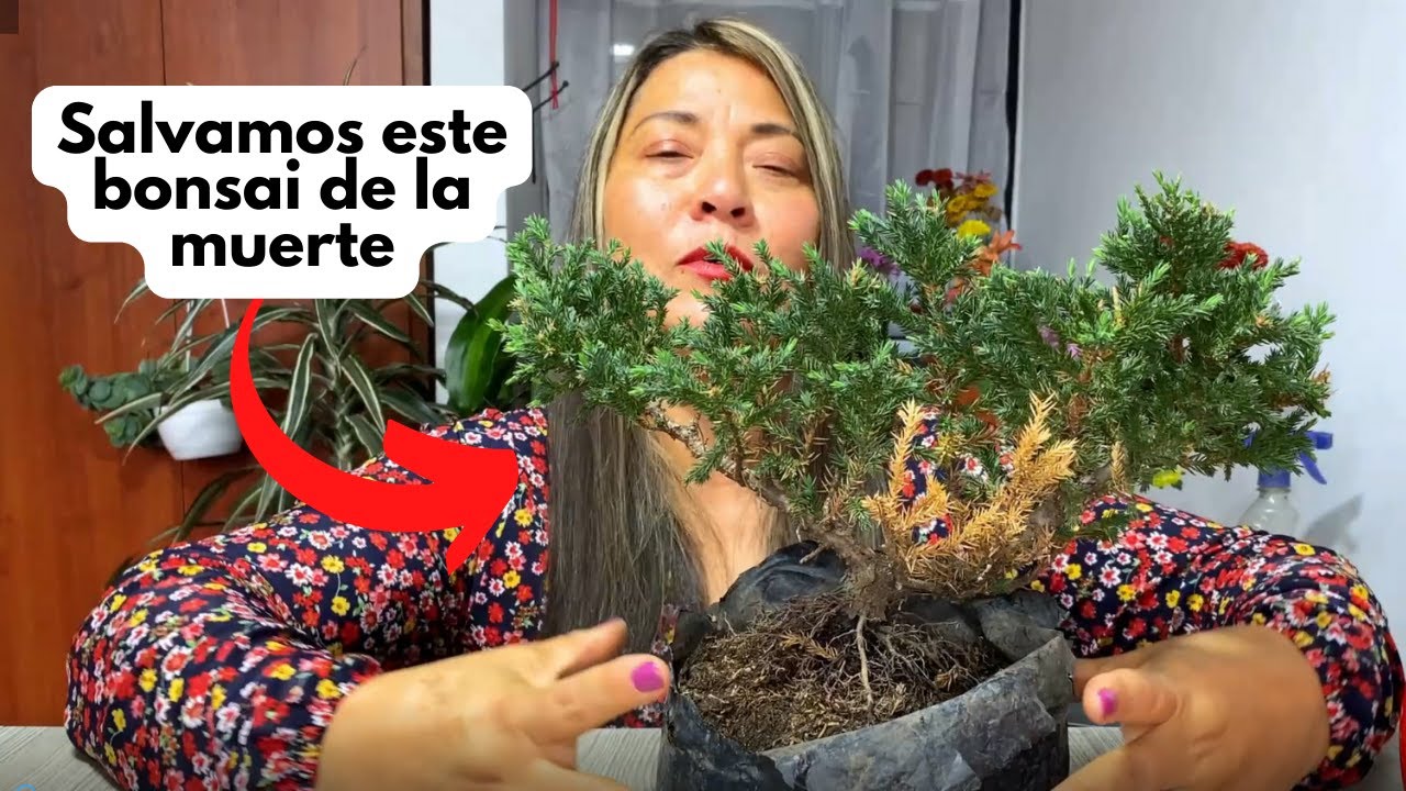 Como salvar bonsai de la muerte con esta tecnica