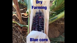 Growing Hopi Blue Corn on the Hopi Reservation -2019. Modified dry farming. #dryfarming  #hopi #corn