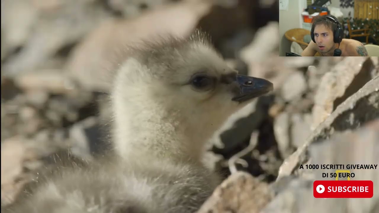 BLUR REAGISCE A 3 PINGUINI CHE CADONO AL SUOLO DA UN MONTE MORIRANNO?