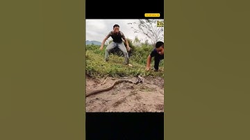 Cô gái không may bị rắn cắn ngay Mông và phát hiện thêm rất nhiều rắn