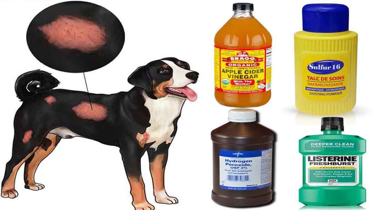 How To Treat Mange In Dogs: Kill The Infection With 6 Home Remedies (All-Natural Treatments)