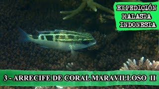 Cap.3 - Arrecife de coral maravilloso II - Malasia Expedición