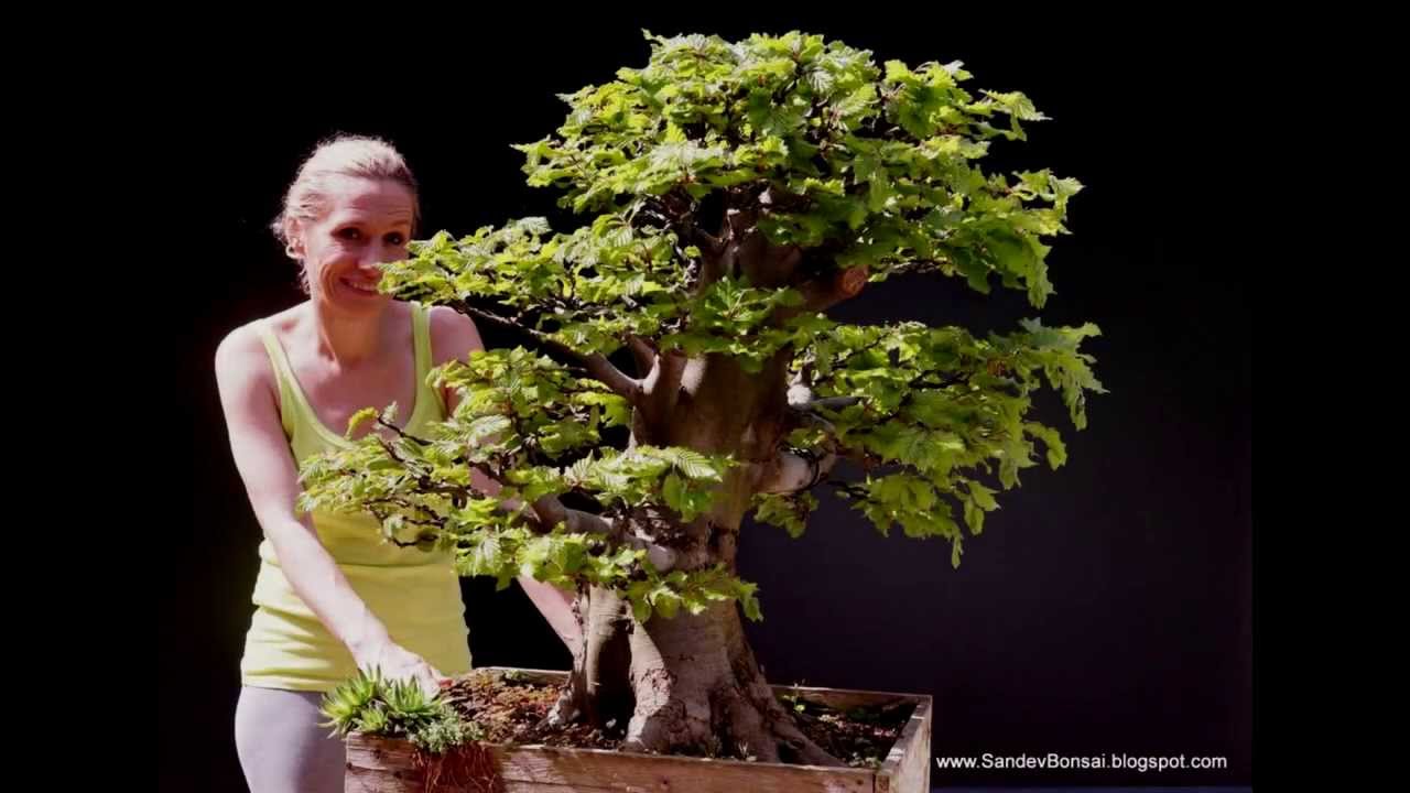 SandevBonsai - Huge Fagus sylvatica, crown reduction and wiring, spring  2013.